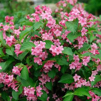 Weigela_Styriaca_2007_0756.jpg