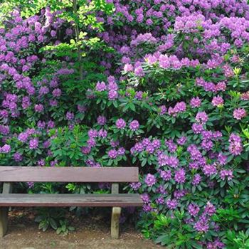 Rhododendron_Catawbiense_Grandiflorum_2006_2223.jpg