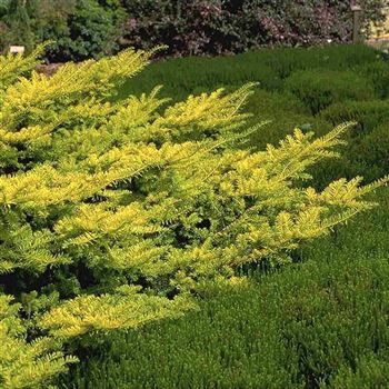 Taxus_baccata_Summergold_2002_0581_q.jpg