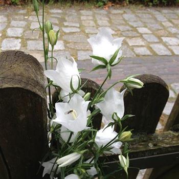 Campanula_persicifolia_Alba_GR_R3.jpg