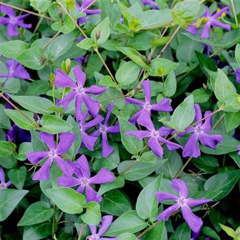 Vinca_major_2003_2320_q.jpg