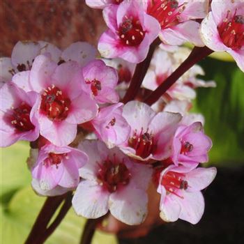 Bergenia_cordifolia_Herbstbluete_WI_Q1.jpg