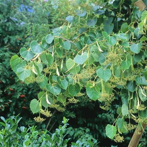 Tilia henryana