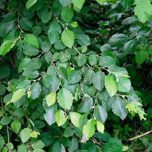 Alnus incana