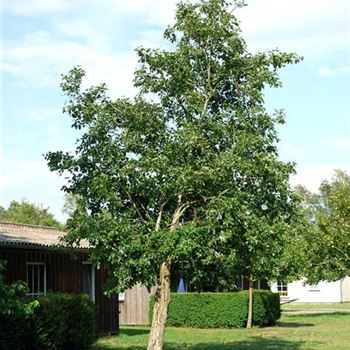 Alnus_incana_HRM_2369.jpg