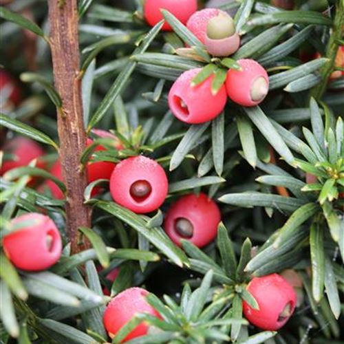 Taxus baccata 'Fastigiata Robusta'