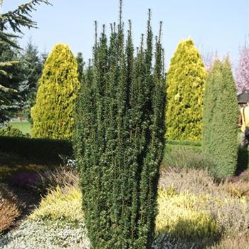 Taxus_baccata_Fastigiata_Robusta_2009_0843.jpg