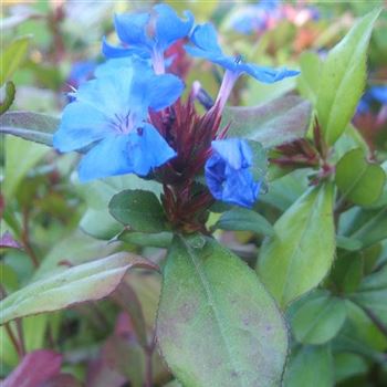 Ceratostigma_plumbaginoides_WI_Q1.jpg