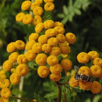 Tanacetum_vulgare_WI_Q1.jpg