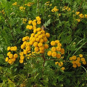 Tanacetum_vulgare_WI_Q2.jpg