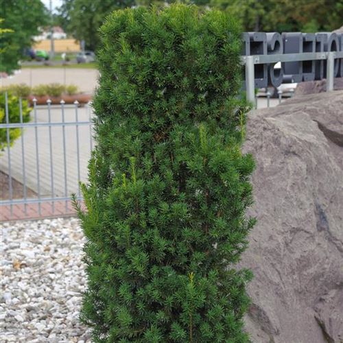 Taxus media 'Hillii'