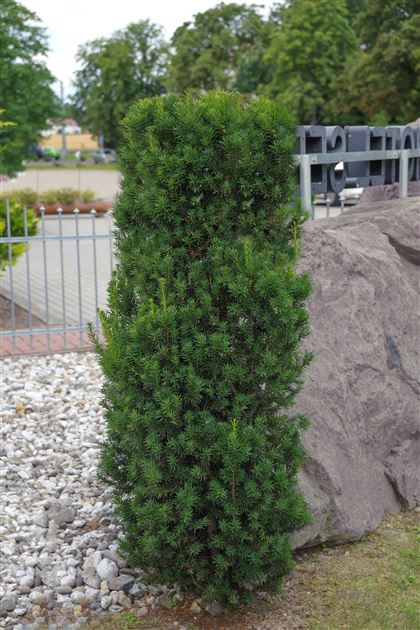 thuja occidentalis elegantissima Nursery.ca main image 0
