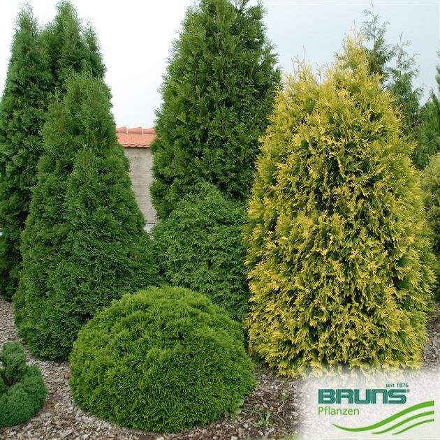 Thuja occidentalis, American arbor-vitae von Bruns Pflanzen