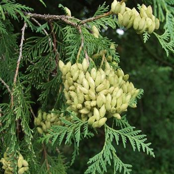 Thuja_occidentalis_2005_4125_b.jpg