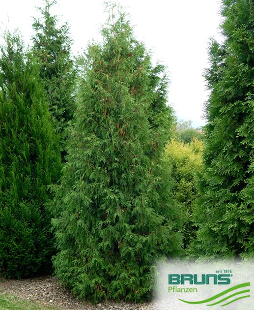 rasendünger für thuja Koniferen Dünger von Flora Boost | 200L Ergiebigkeit main image 0