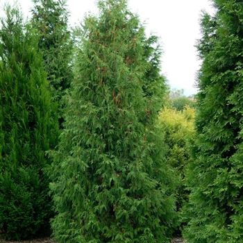 Thuja_occidentalis_5233.jpg