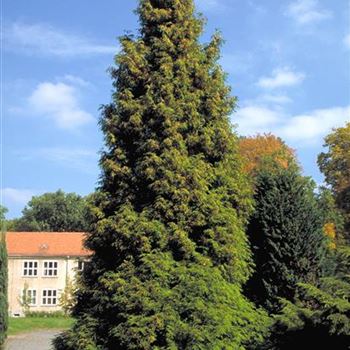 Thuja-occidentalis_1998_5829.jpg