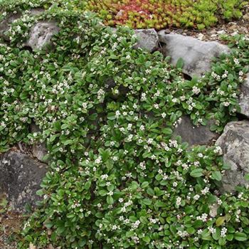 Cotoneaster_dammeri_radicans_2005_2349.jpg