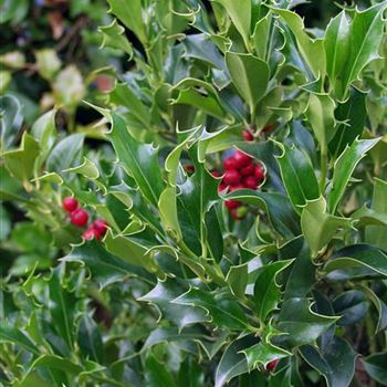 Ilex_aquifolium_Alaska_2005_2942_b.jpg