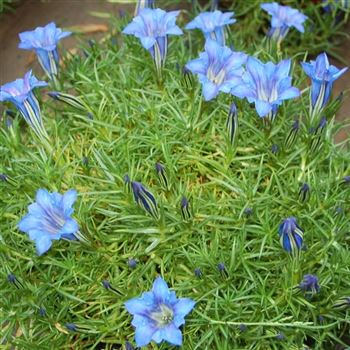 Gentiana_sino_ornata_Starlight_GR_Q1.jpg