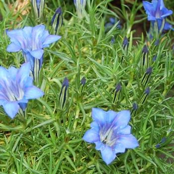 Gentiana_sino_ornata_Starlight_GR_R2.jpg