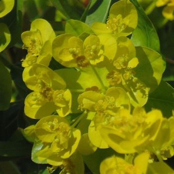 Euphorbia_palustris_WI_Q1.jpg