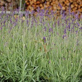 Lavandula_angustifolia_Hidcote_Blue_GR_R1.jpg