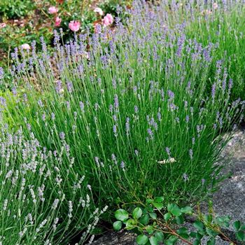 Lavandula_angustifolia_Hidcote_HRM_Q2.jpg