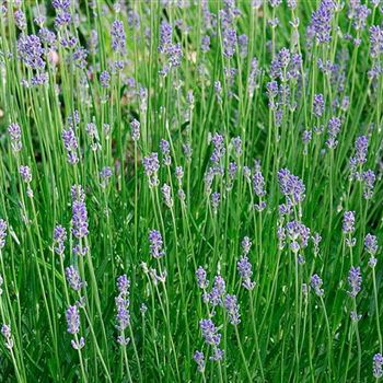 Lavandula_angustifolia_Hidcote_HRM_Q1.jpg