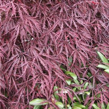 Acer_palmatum_Dissectum_Garnet_2005_1502.jpg