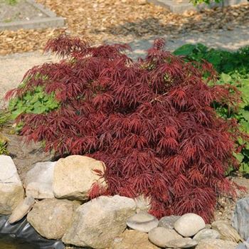 Acer_palmatum_Dissectum_Garnet_2009_1650.jpg