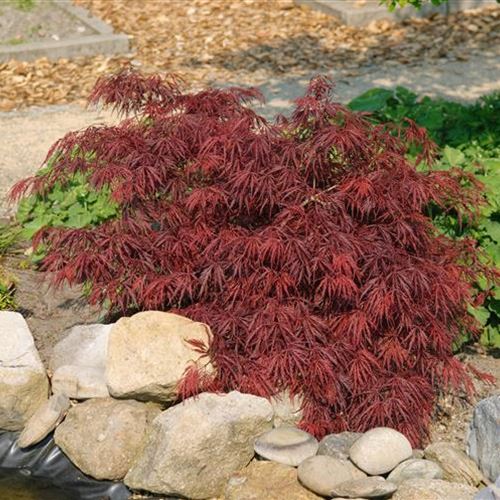 Acer palmatum 'Dissectum Garnet'