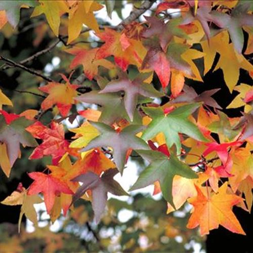 Liquidambar styraciflua