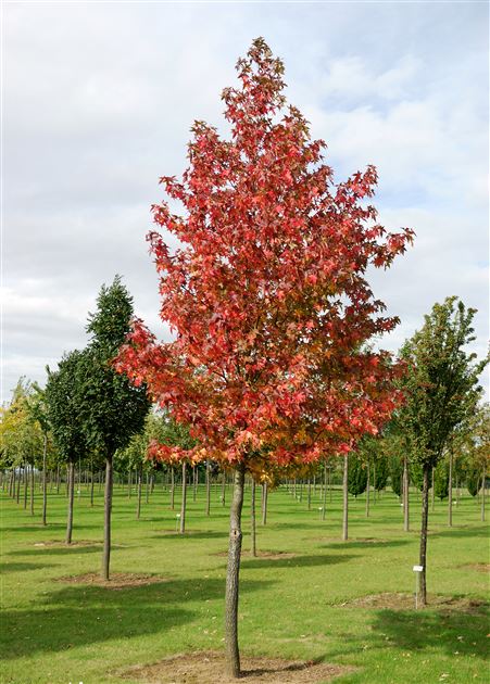 Liquidambar () Liquidambar