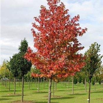 Liquidambar_styraciflua_HRM_0751.jpg