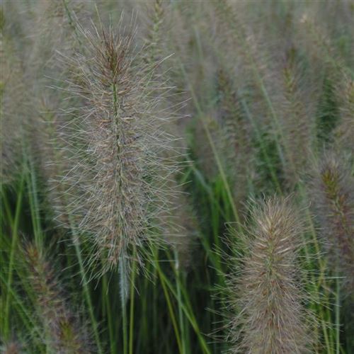 Pennisetum alopecuroides 'Hameln'
