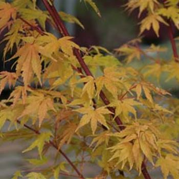 Acer_palmatum_Sangokaku.jpg