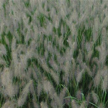 Pennisetum_alopecuroides_Hameln_WI_Q2.jpg