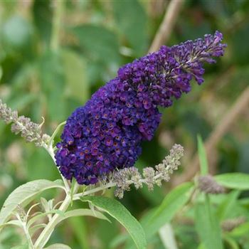 Buddleja_davidii_Black_Knight_2007_3705.jpg