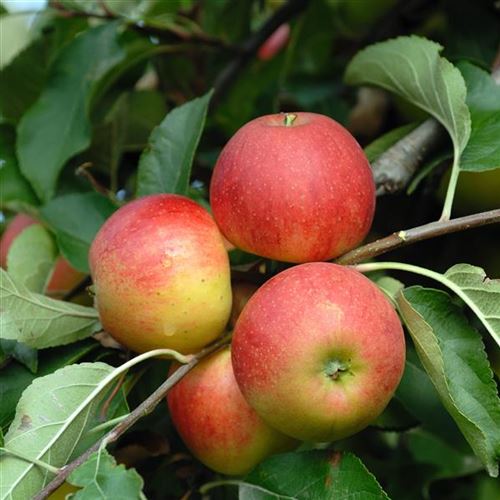 Malus domestica 'Elstar'