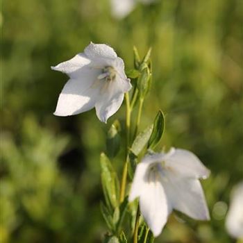 Platycodon_grandiflorus_Fuji_White_1S1B8275.JPG