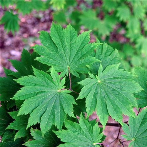 Acer japonicum 'Vitifolium'