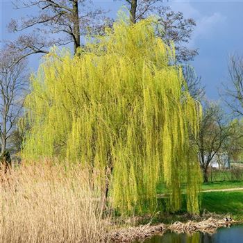 Salix_alba_Tristis_2007_0383_q.jpg