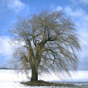 Salix_alba_Tristis_1999-0837.jpg