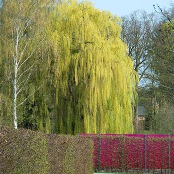 Salix_alba_Tristis_2009_0695.jpg