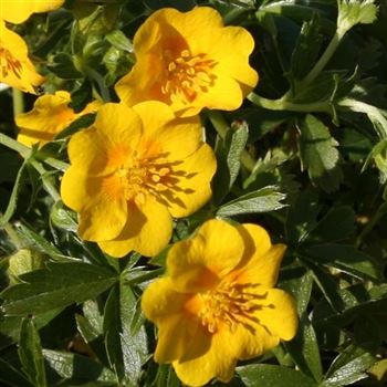 Potentilla_aurea_Goldklumpen_HRM_Q3.jpg