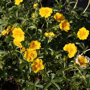 Potentilla_aurea_Goldklumpen_HRM_Q4.jpg