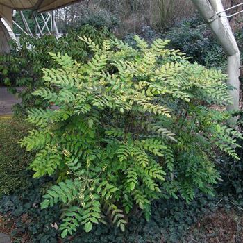 Mahonia_bealei_1990_0327_q.jpg