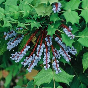 Mahonia_bealei_2003_0899_b.jpg