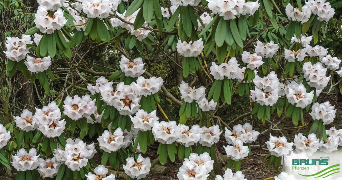 Rhododendron brachycarpum von Bruns Pflanzen